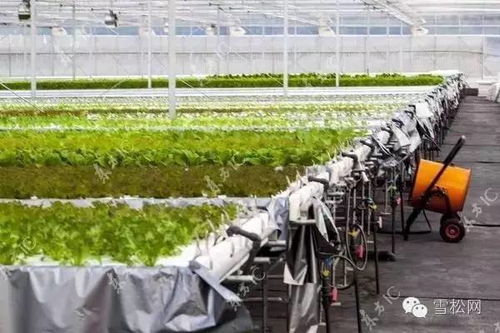 物联网技术赋能智慧农业 植物工厂的全链条应用服务